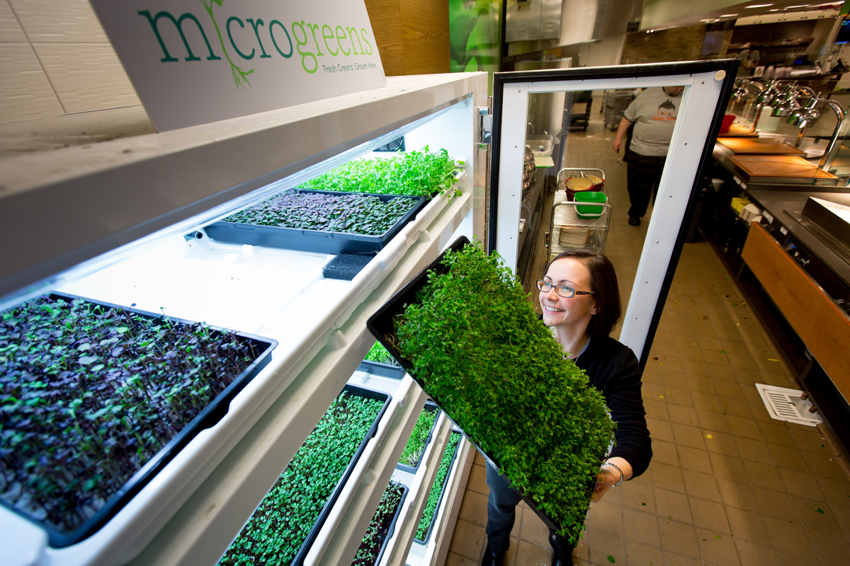 Urban farming at Microsof