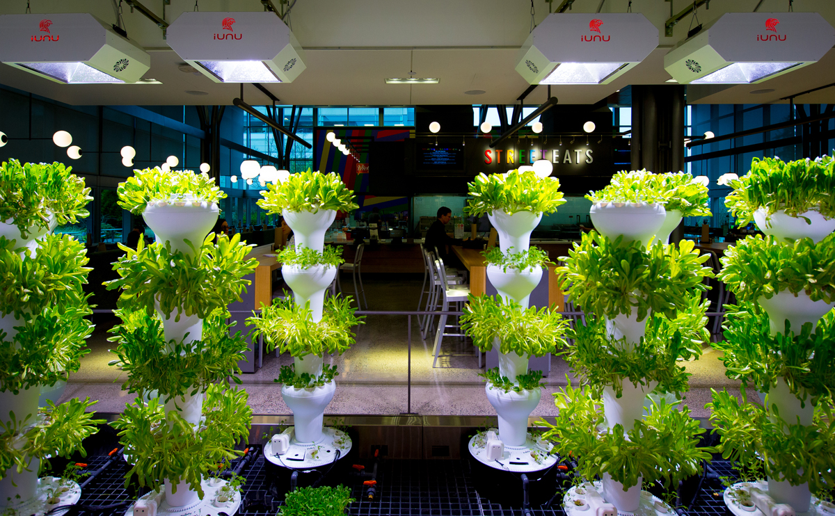 Urban farming at Microsof