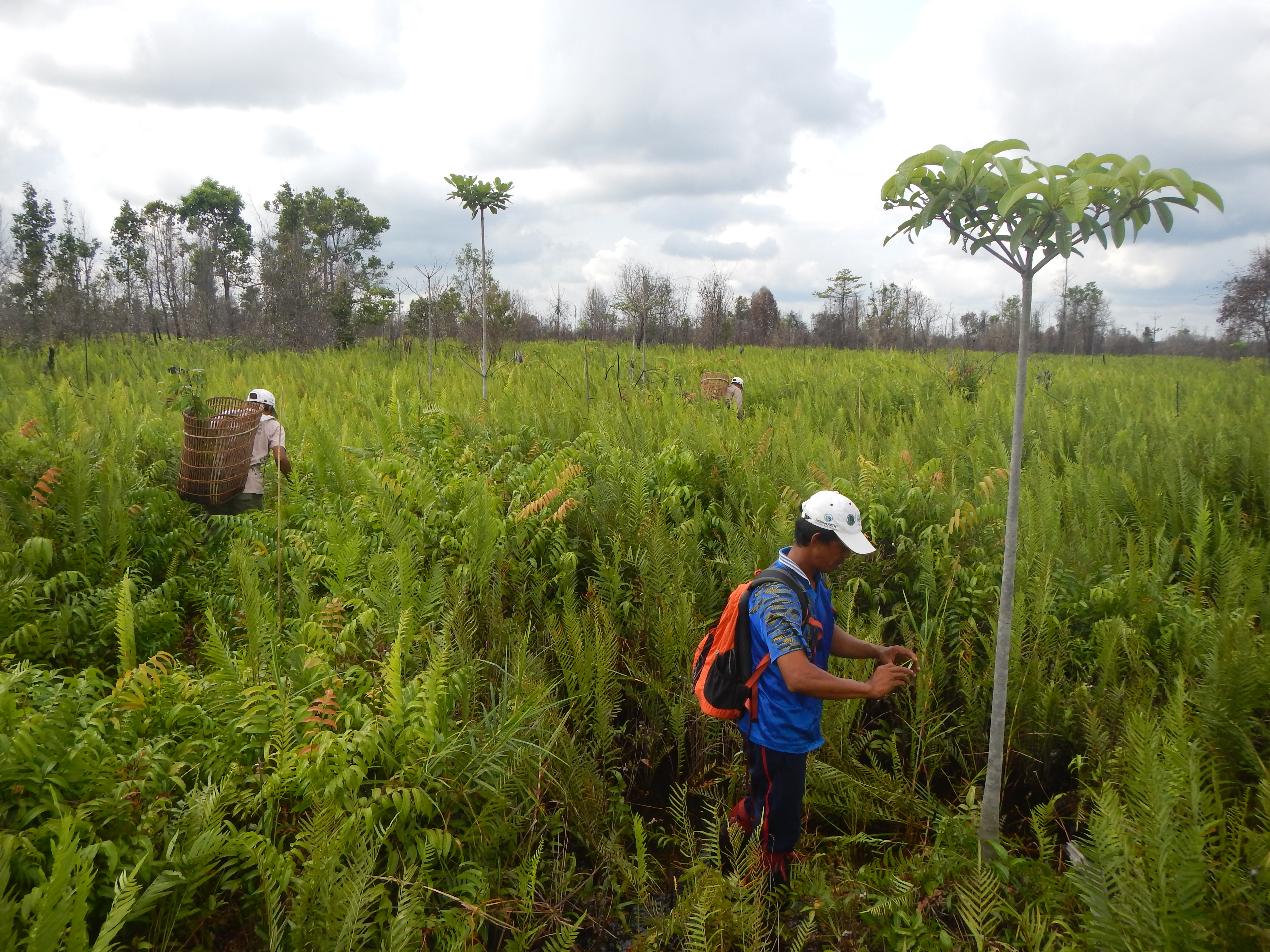 Community members document seedlings in the Rimba Raya Biodiversity Reserve.