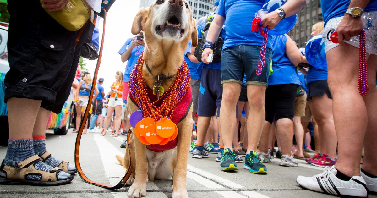 Dr. Gonzo, the 8-year-old mutt of Microsoft employee Sid Benavente, joins the fun.