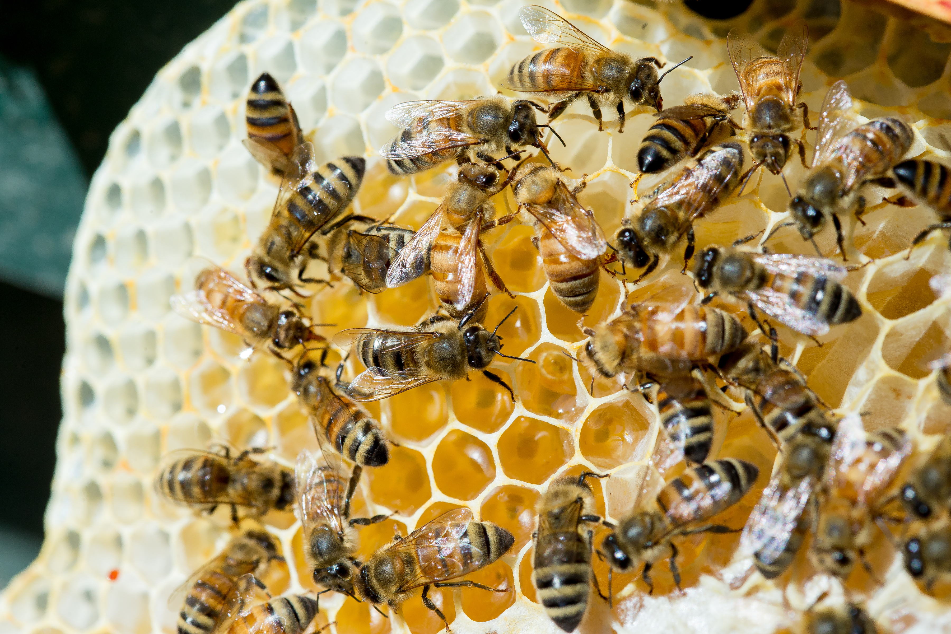 A close-up of bees on a frame of honeycomb at the Puget Sound Beekeeper Association’s apiary, located at the Washington Park Arboretum. (Photo credit: Scott Eklund/Red Box Pictures.)