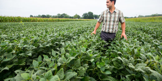 Photo of research ecologist Steven Mirsky in a field at the USDA's research farm in Beltsville, Maryland