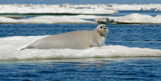 A large white seal suns itself on ice amid a blue sea