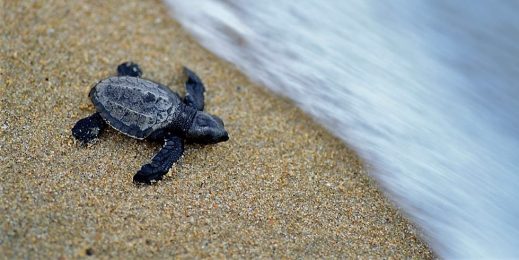 Baby turtle near a shorline