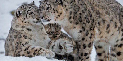 snow leopard