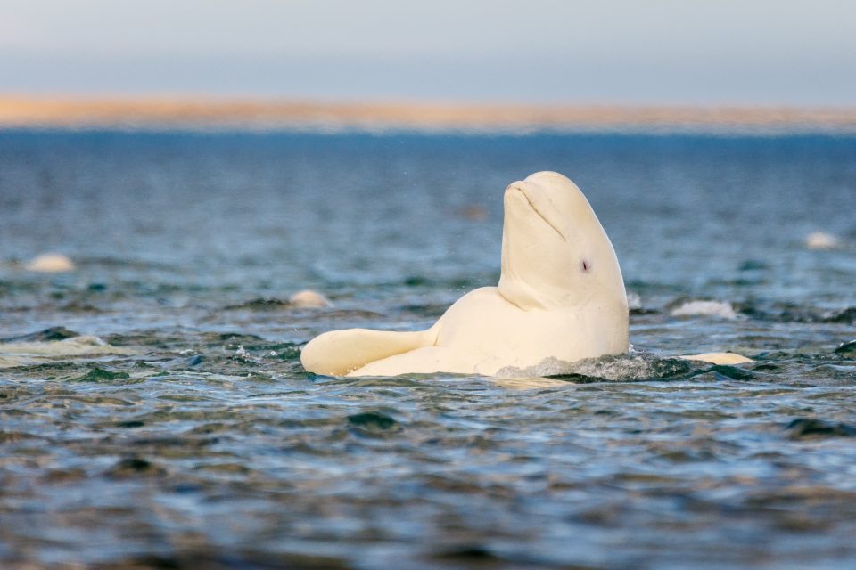 Beluga