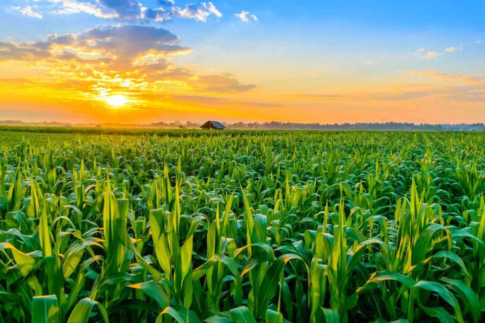 A farmland view at dusk.