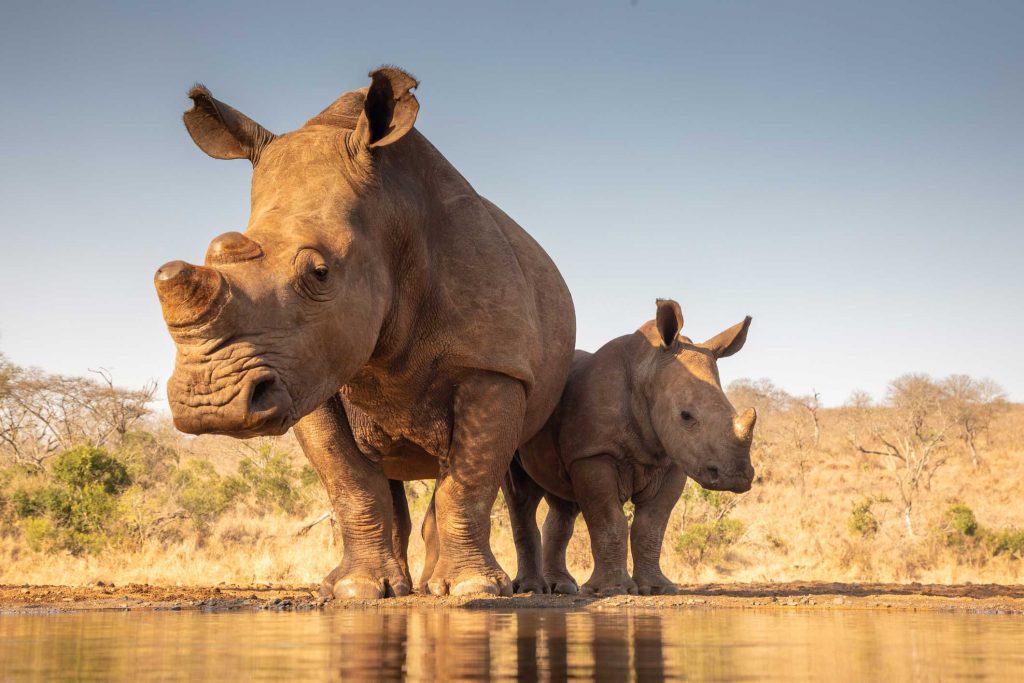 A white rhinoceros and her calf stand before a watering hole.