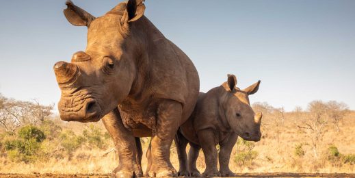 A white rhinoceros and her calf stand before a watering hole.