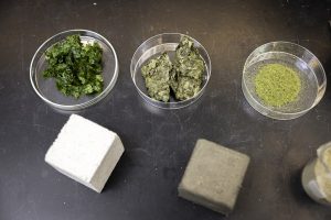 Prover av sjögräs i petriskålar och betongblock.