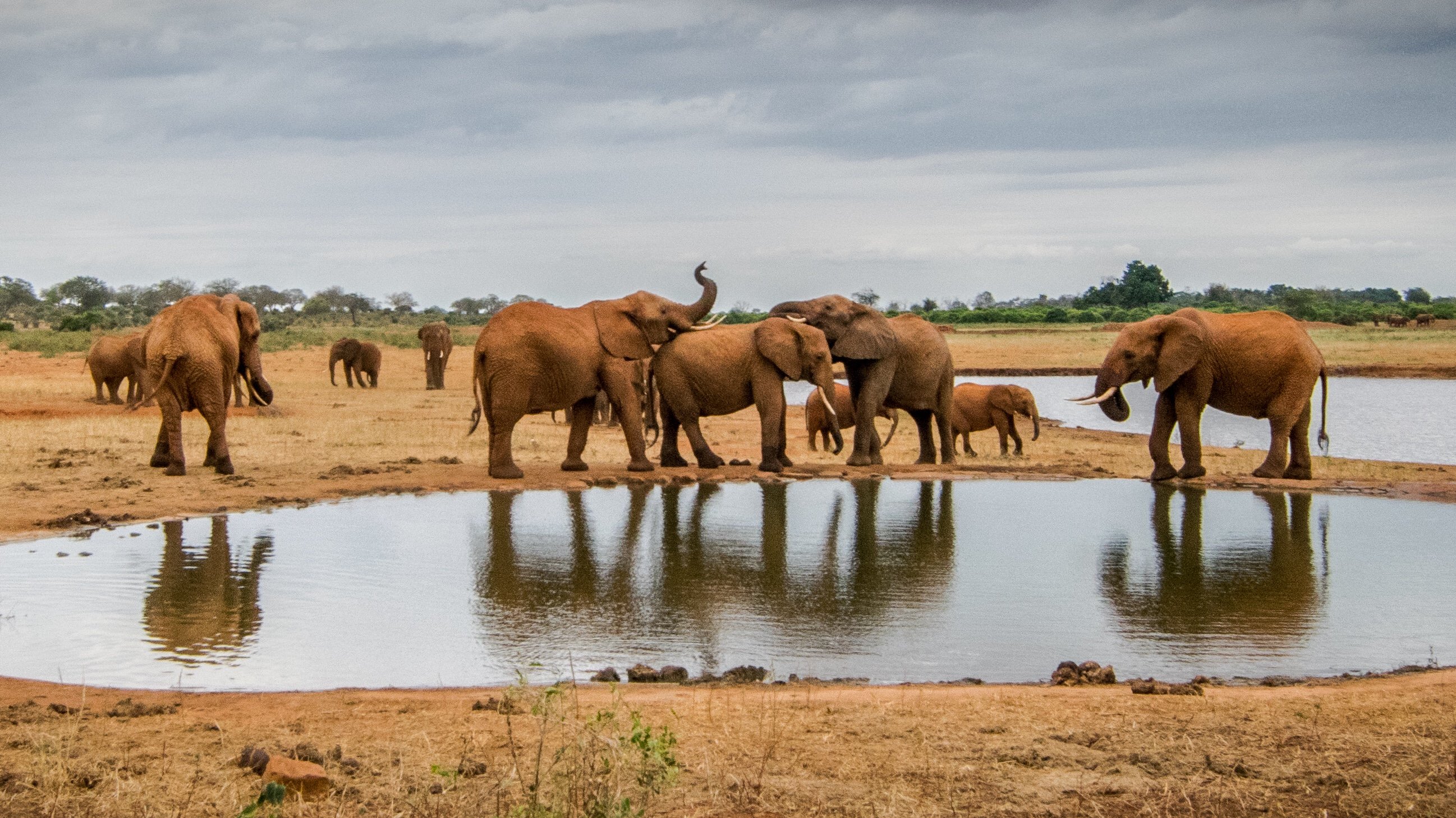 Photo of elephants gathered in front of a pond with a desert landscape in the background