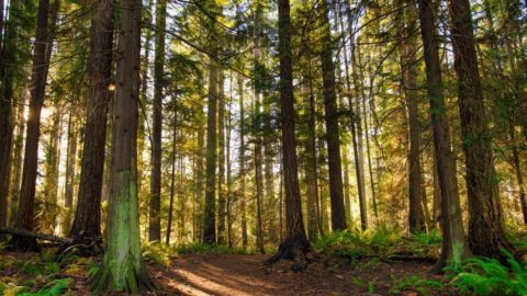 redwood trees