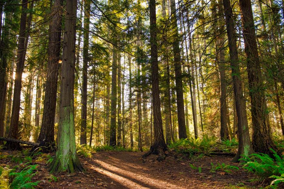 redwood trees