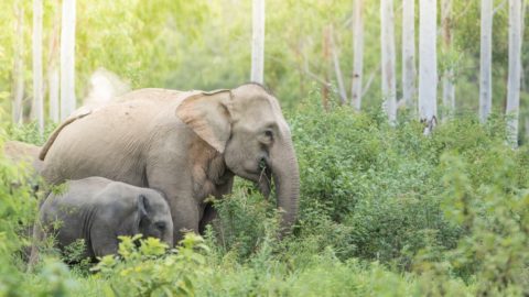 elephants in the wild