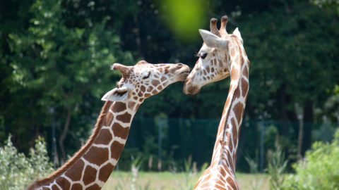 Giraffes