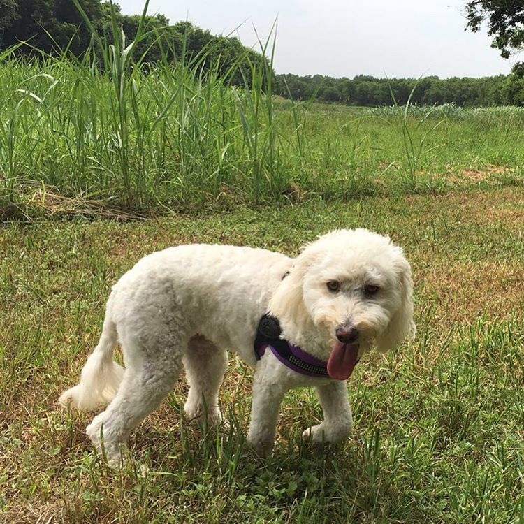 Dixie's mom uses her G-Paws tracker to keep in touch with family in the U.K. (Photo courtesy of Heather Chambers.)