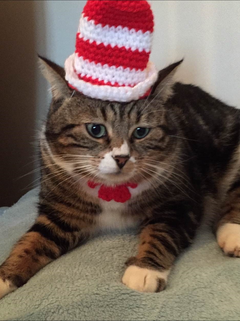 Thomas the tabby. (Photo courtesy of Nicki Kirk.)