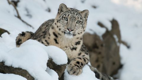 snow leopard on snow