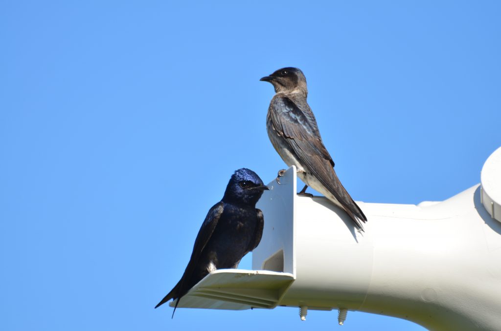 A pair of purple martins rest on their custom-made birdhouse at the Walt Disney World Resort.