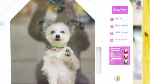 A Pomeranian mix peers out the window of a DogSpot doghouse.