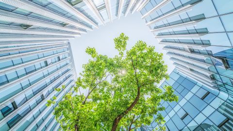 An upward view at the sky and the external facades of four buildings that surround trees.