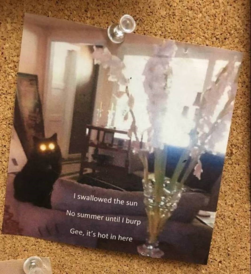 Photograph pinned to a bulletin board that shows a black cat with yellow eyes and the haiku: I swallowed the sun, no summer until I burp, gee it's hot in here