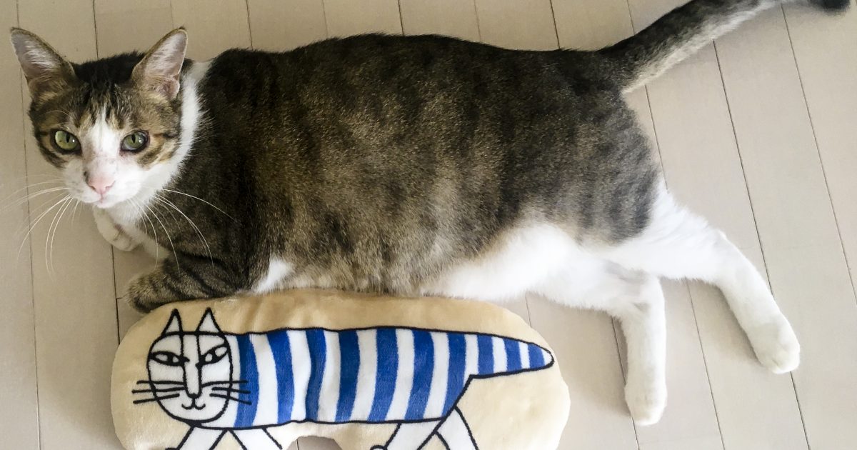 cat11