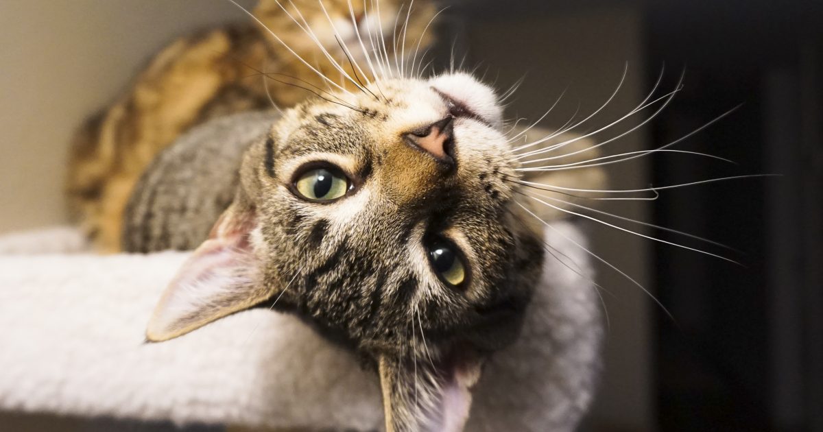 cat12