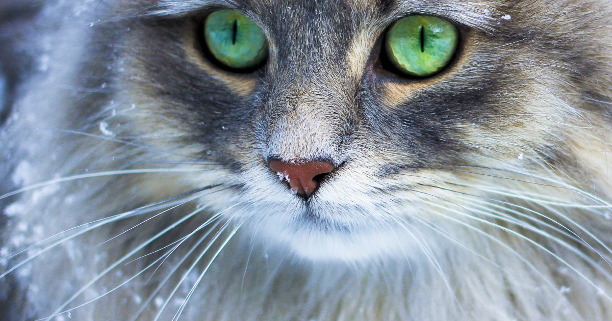 cat2