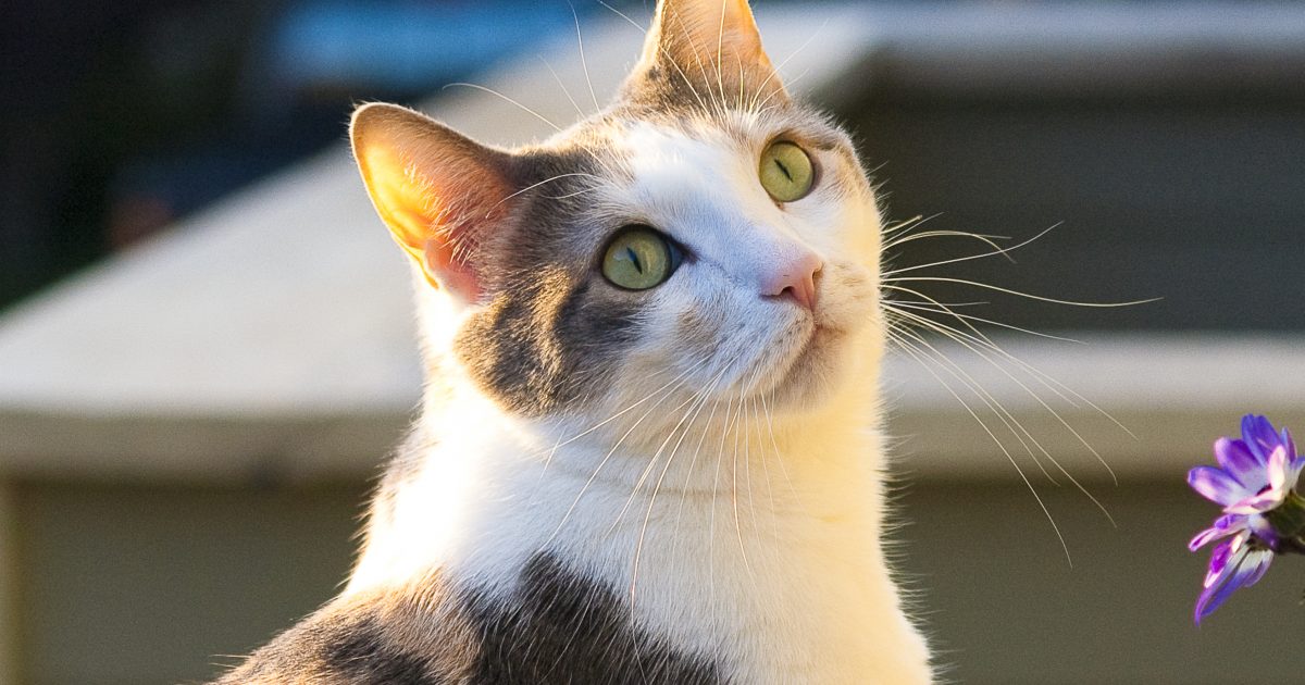 cat4