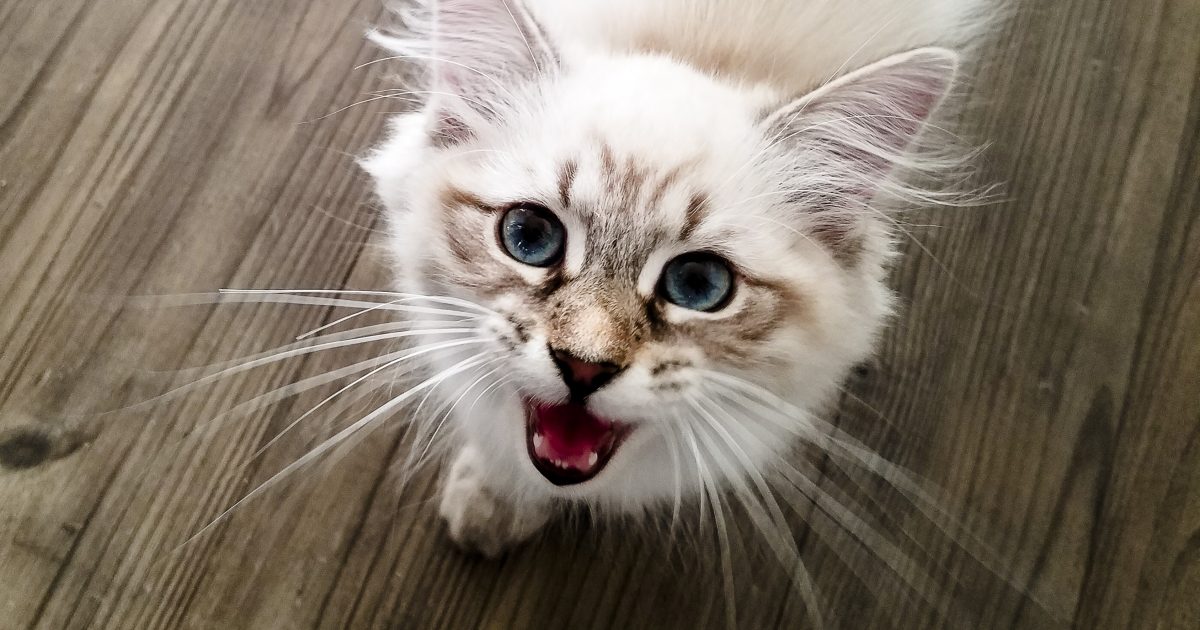 cat7