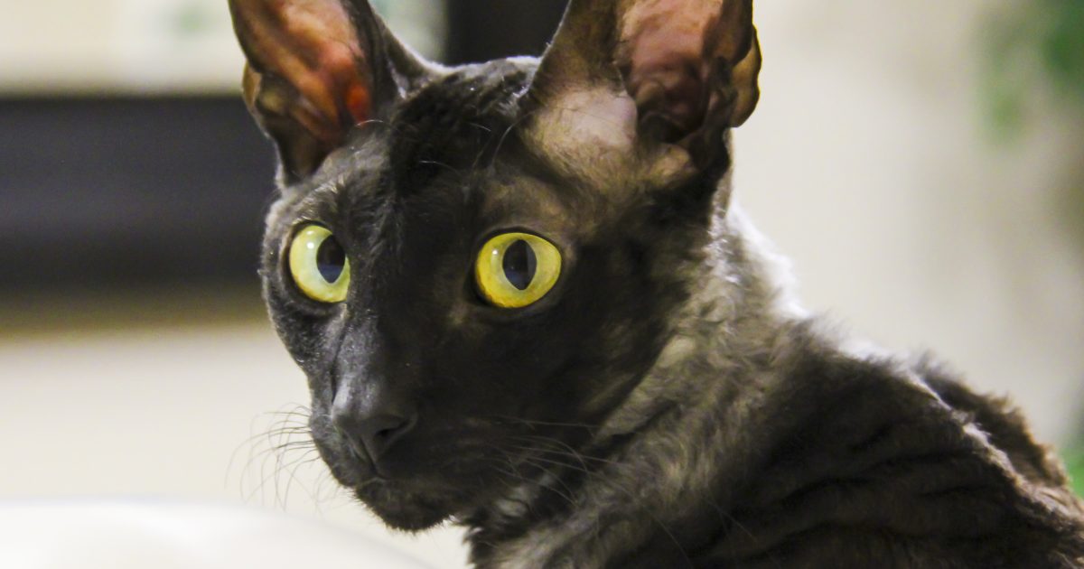 cat8