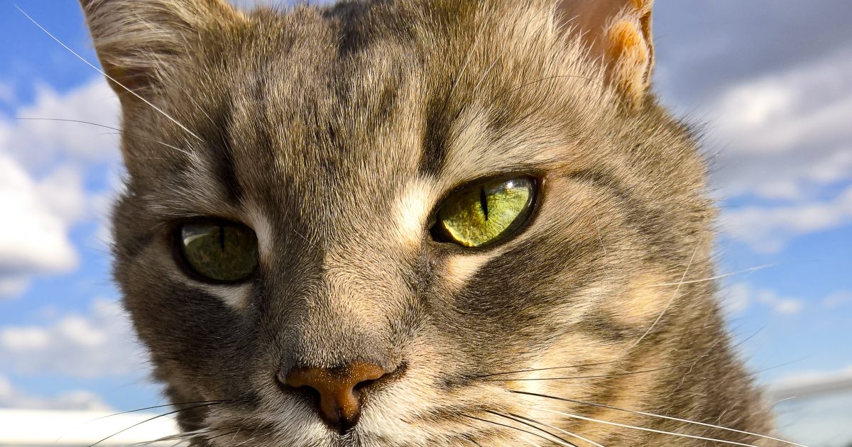 cat9