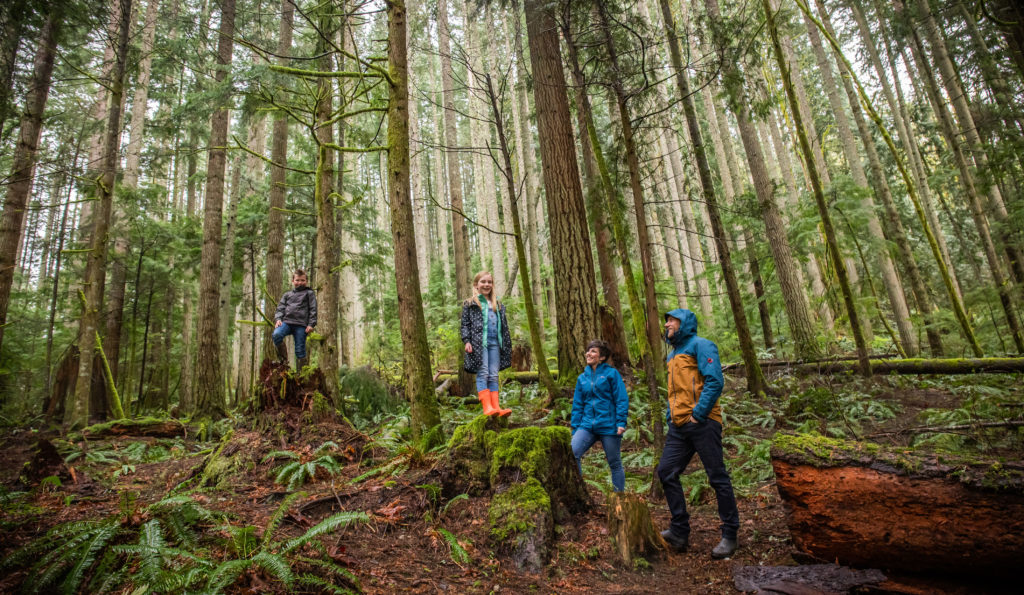 A family of four people, a woman, a man, a little girl, and a little boy, stand in the forest looking up at trees