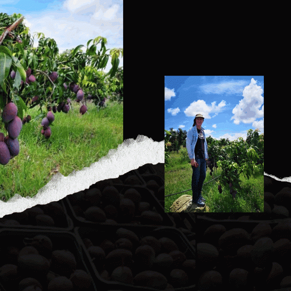 a collage of scenes from a mango farm