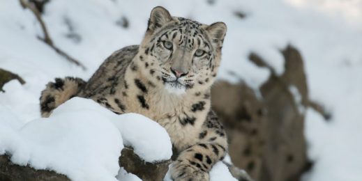 Schneeleopard liegt auf einem Felsen