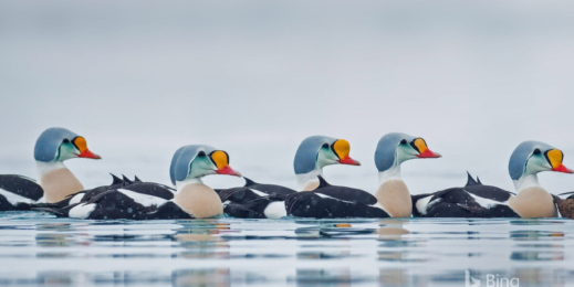 Window 10 Desktop mit einem Bing Wallpaper als Hintergrund.