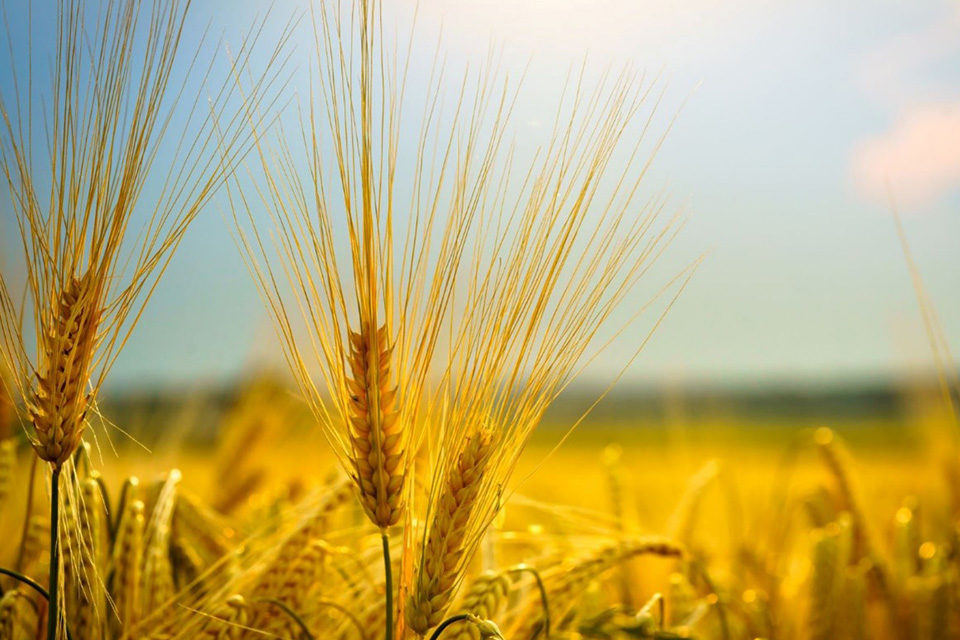 Drei Getreidehalme werden von der Sonne angestrahlt