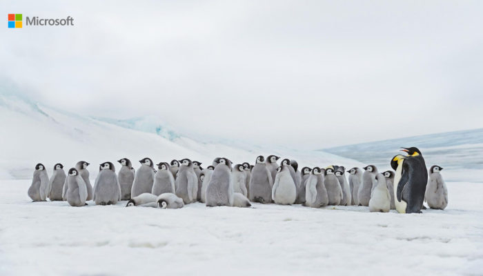 Microsoft Advertising Bing