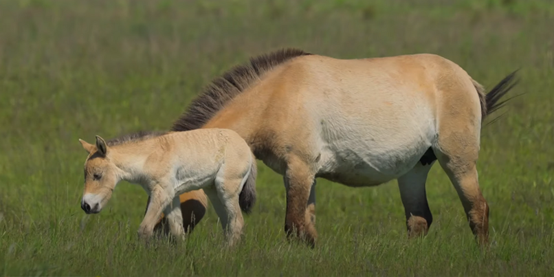 caballos salvajes asiáticos
