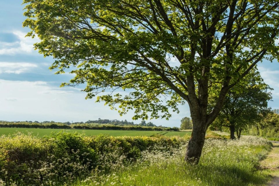Un árbol crece en un prado verde durante la primavera en el Reino Unido.
