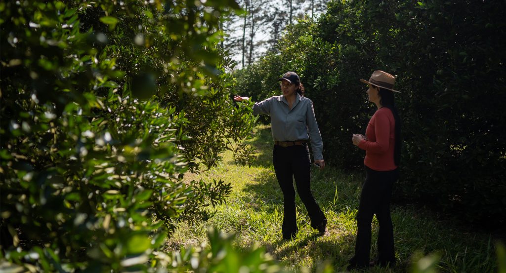 Dos mujeres en un campo de naranjos en la zona rural del estado de Sao Paulo, Brasil.