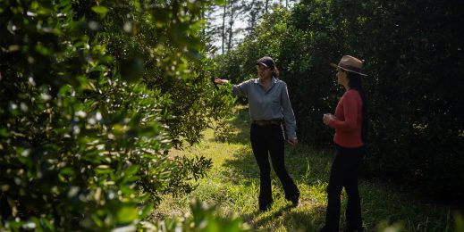 Dos mujeres en un campo de naranjos en la zona rural del estado de Sao Paulo, Brasil.