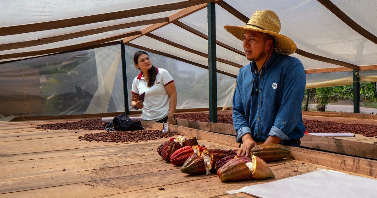 Cacao Conecta, proyecto de Microsoft y USAID