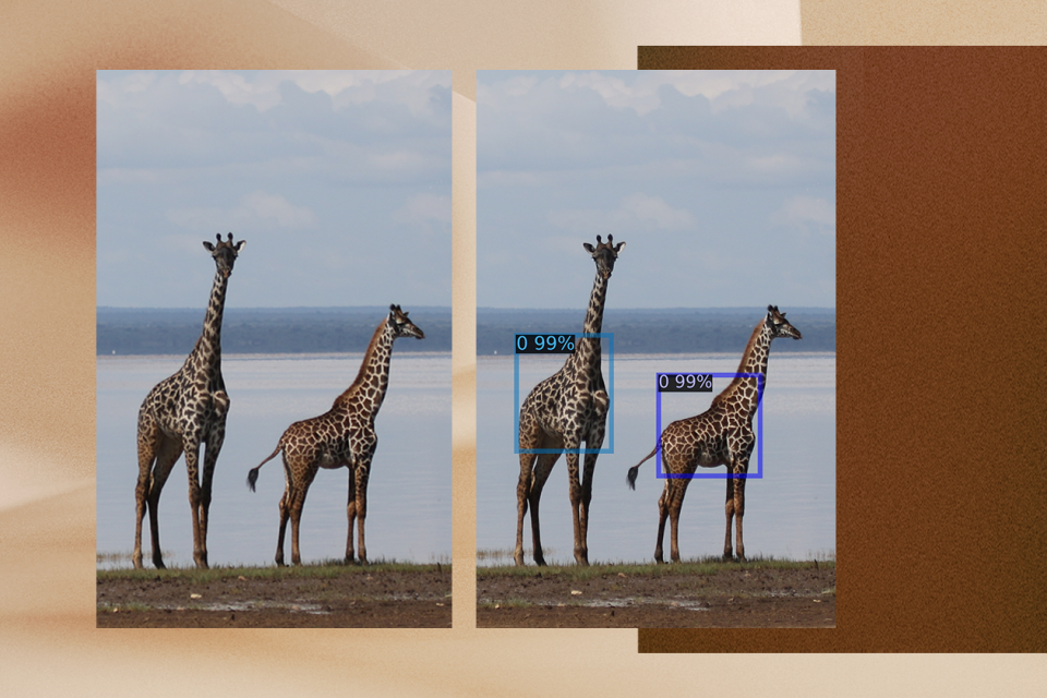 La imagen presenta un collage digital con dos elementos principales. El primero es una escena naturalista que muestra a dos jirafas de pie sobre una zona de pasto cerca de un cuerpo de agua, bajo un cielo nublado. El segundo elemento presenta una superposición visual en el lado derecho, donde cada jirafa está encerrada en un recuadro azul con la etiqueta 0.99%, lo que indica un proceso de detección por inteligencia artificial. Estos elementos están superpuestos sobre un fondo de tonos marrones y arenosos desenfocados, lo que sugiere una combinación de observación de la vida silvestre y análisis tecnológico.
