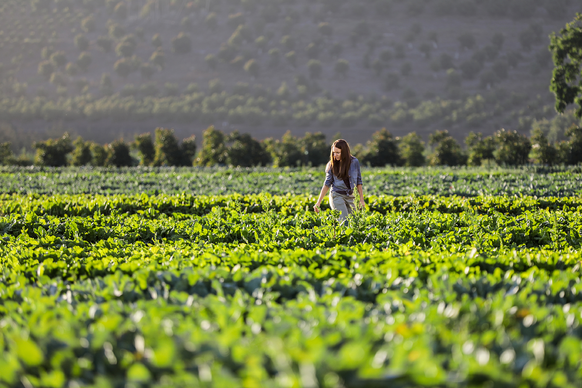 Agriculture