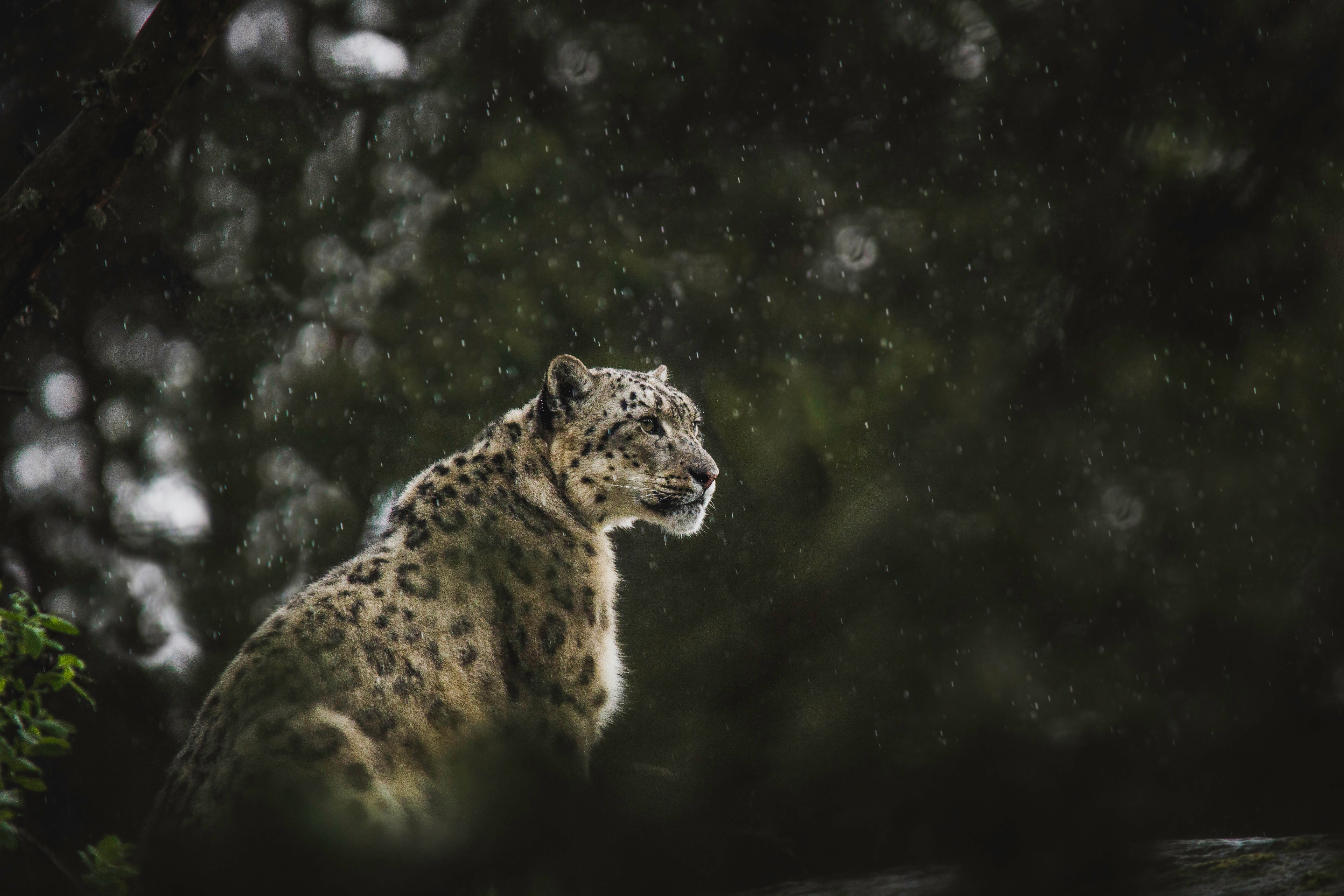 Animal in the nature