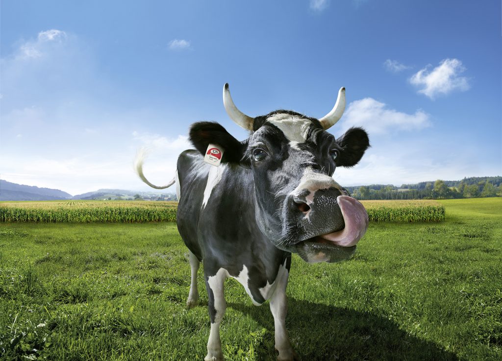 A picture of a cow