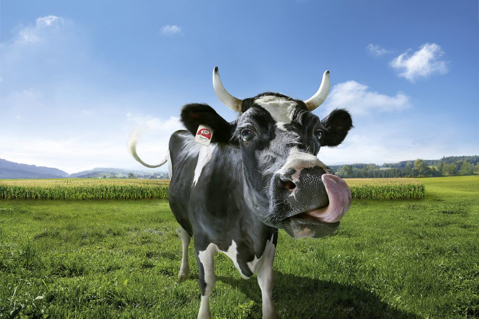A picture of a cow