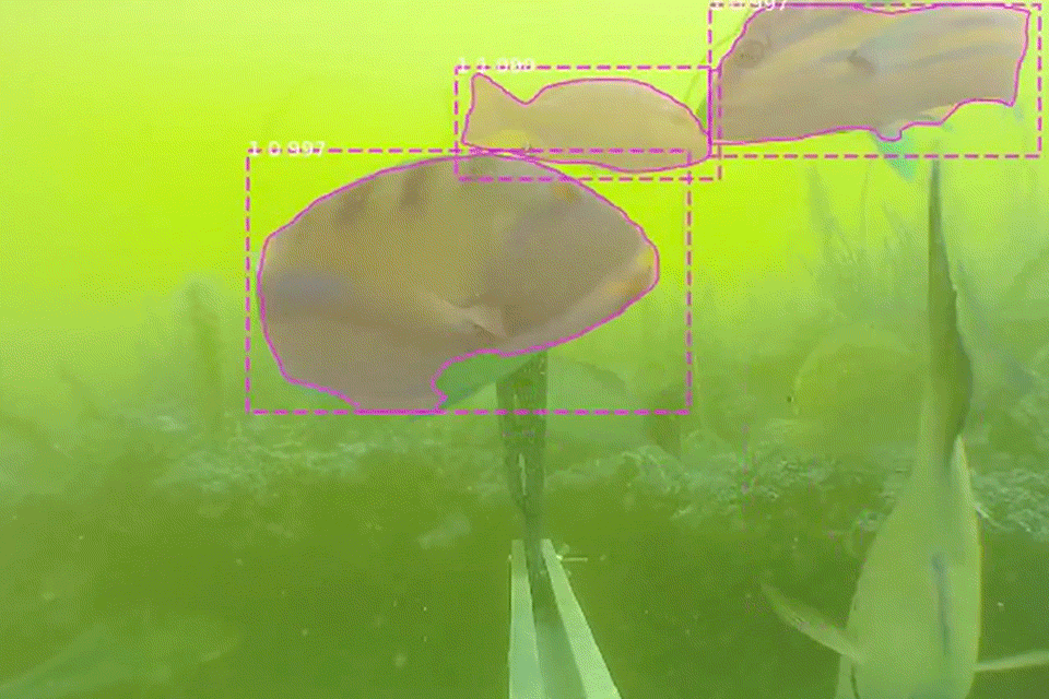 Animação com variedades de peixes.